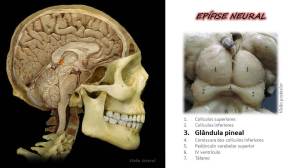 epifise neural ou glandula pineal