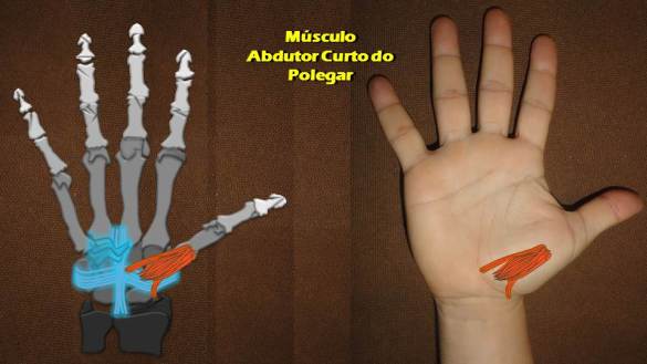 musculo abdutor curto do polegar